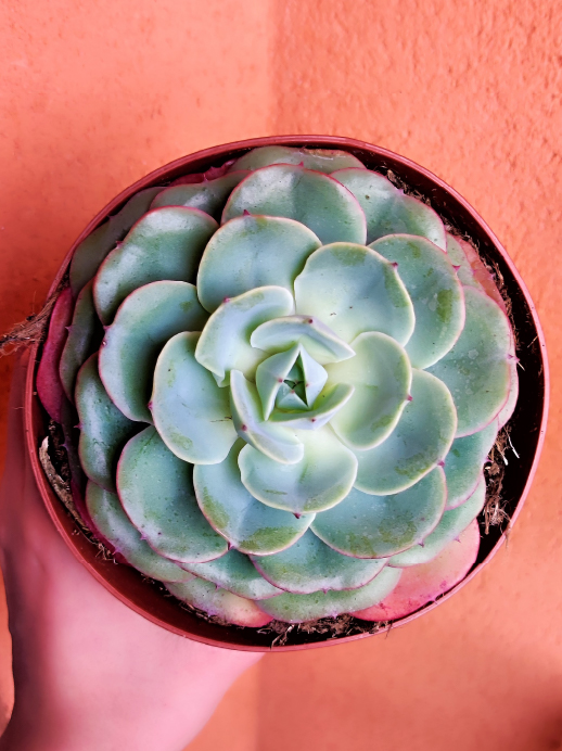 Echeveria Atlantis Suculenta Con Amor