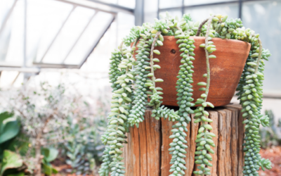 10 suculentas colgantes para coleccionar