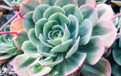 10 suculentas gigantes para tu colección