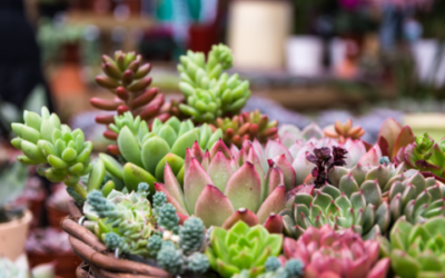 5 consejos antes de comprar tus suculentas