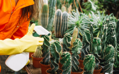 5  insecticidas ecológicos para suculentas