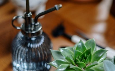 5 tips para saber cuando regar tus suculentas