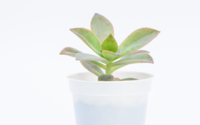 5 tips para prevenir y corregir la etiolación