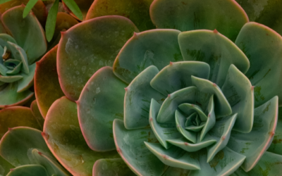 ¿Cómo hacer crecer más rápido mis suculentas?