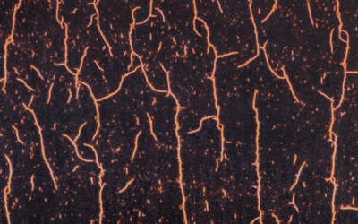 ¿Es bueno podar las raíces de tus suculentas?