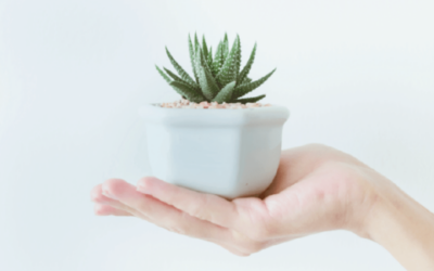 5 suculentas para principiantes
