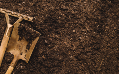 Reutilizar el sustrato para suculentas ¿Es seguro?