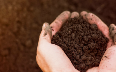 ¿Cuál es el sustrato ideal para suculentas?