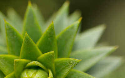 10 suculentas exóticas que no creerás