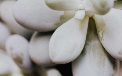 Beneficios de la pruina en nuestras suculentas