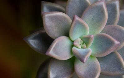 ¿Cuándo abonar a nuestras suculentas?