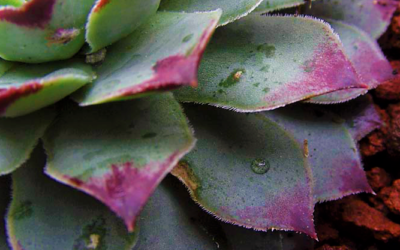 ¿Cómo tratar los hongos en las suculentas?