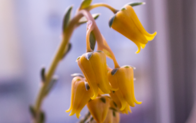 ¿Qué hago con las flores de mis suculentas?