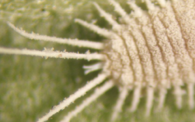 ¿Cómo evitar la cochinilla en las suculentas?