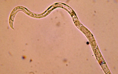 ¿Qué son los nematodos en las suculentas?