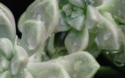 ¿Cómo cuidar tus suculentas de la lluvia?