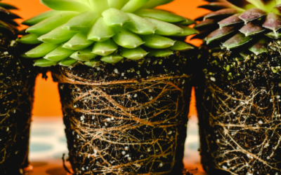 ¿Cómo estimular el crecimiento de raíces?