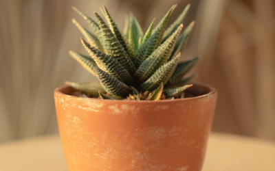 ¿Cuál maceta para suculentas es mejor?