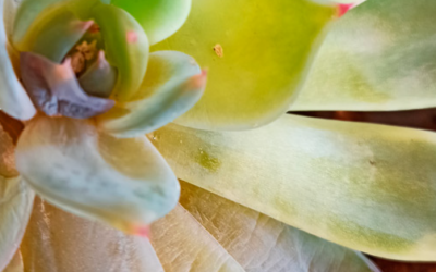 ¿Por qué mi suculenta tiene hojas amarillas?