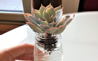 ¿Qué es la terapia de agua en suculentas?