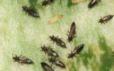 ¿Qué son los trips en las suculentas?