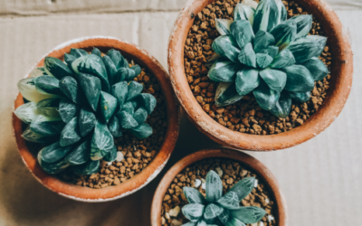 Beneficios del acolchado para suculentas