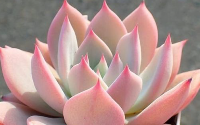 Suculentas rosas que te enamorarán