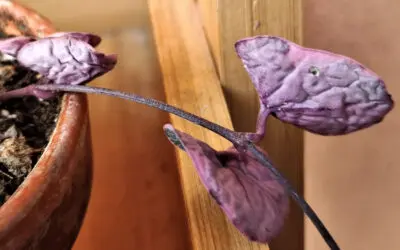 ¿Por qué mi suculenta tiene hojas arrugadas?