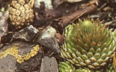 7 suculentas resistentes al invierno