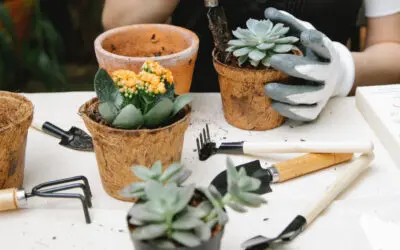 ¿Cuándo trasplantar tus suculentas?