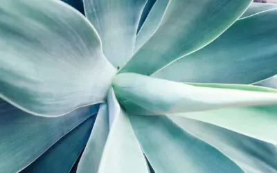 5 tips para cuidar tus suculentas en invierno