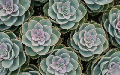 ¿Cuándo es la dormición de tus suculentas?