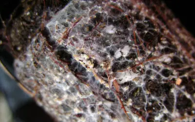 ¿Qué son las micorrizas en suculentas?