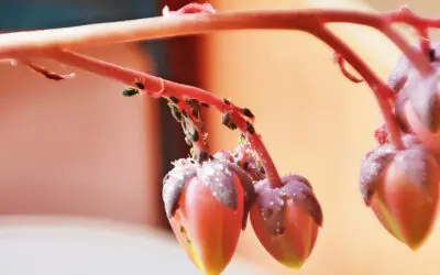 ¿Cómo evitar el pulgón negro en suculentas?