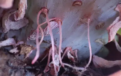 Raíces aéreas en tus suculentas ¿Por qué?