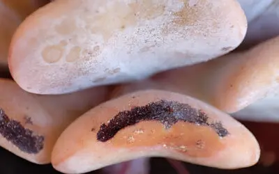 Suculentas quemadas por el sol ¿qué hacer?