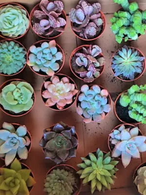 Bandeja-de-suculentas