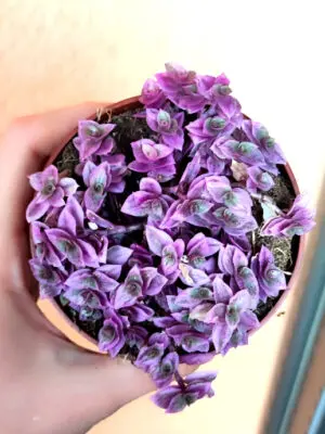 Callisia Repens Pink Lady 8,5