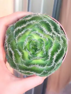 Crassula Barbata