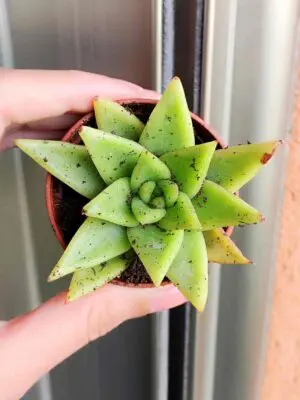 Echeveria Agavoides 5,5