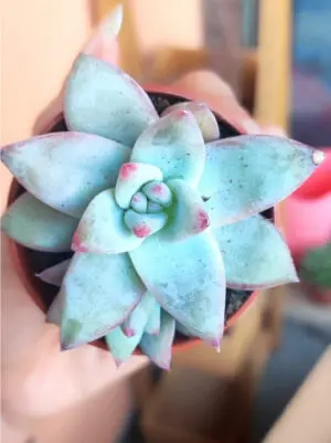 Echeveria Colorata f. Tapalpa 5,5