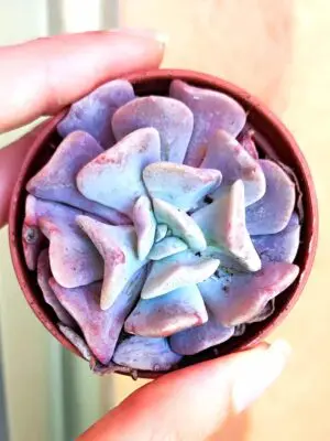 Echeveria Cubic Frost 5,5