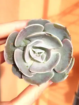 Echeveria Pollux