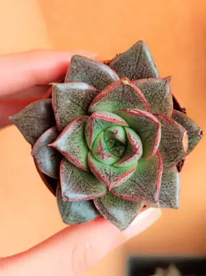 Echeveria Purpusorum 5,5