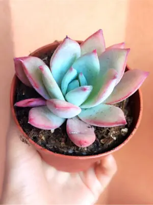 Echeveria Colorata f. Brandtii