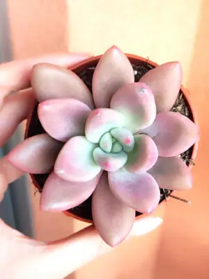 Graptoveria Pink Donna 8,5