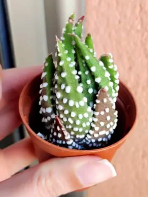 Haworthia Reinwardtii
