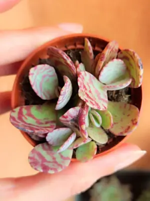 Kalanchoe Humilis 5,5