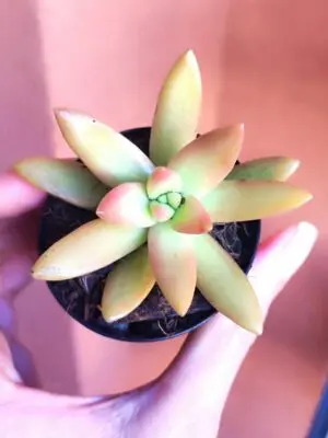 Sedum Adolphii Firestorm 5,5