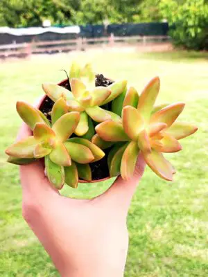 Sedum Adolphii Firestorm 8,5